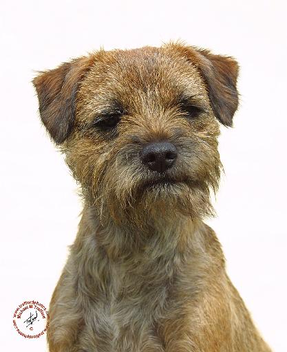 Border Terrier 9A21D-19.JPG